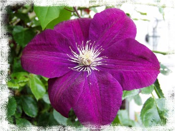 Clematisblüte, das Motiv des Instituts